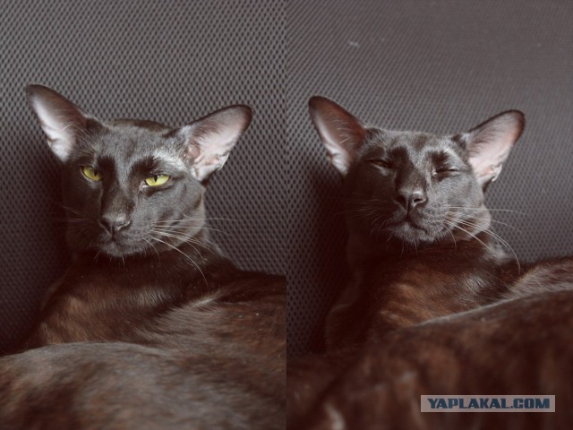 Кот-Дракула