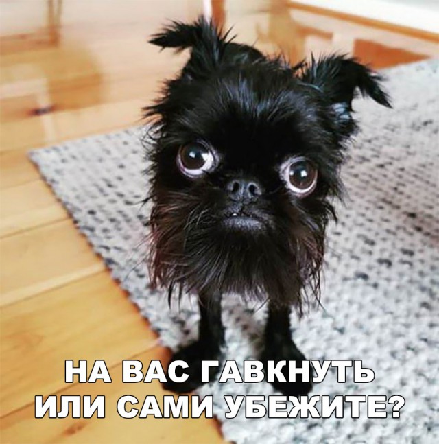 Милые животные. Мимиметр сломался