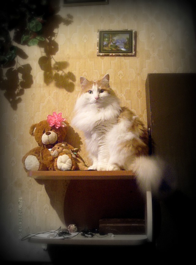 Котовторник
