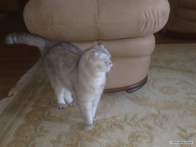 Котовторник 06.12.2011