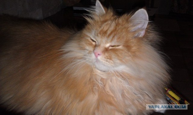 Котовторник (28.02.2012)