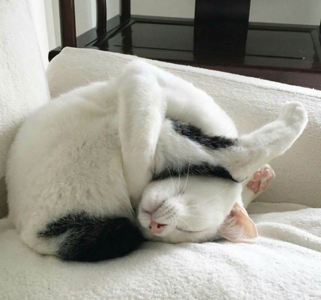 Прикольных котов пост