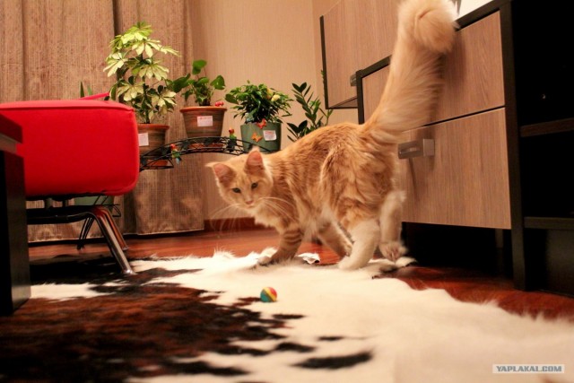 Котовторник 10.04.2012