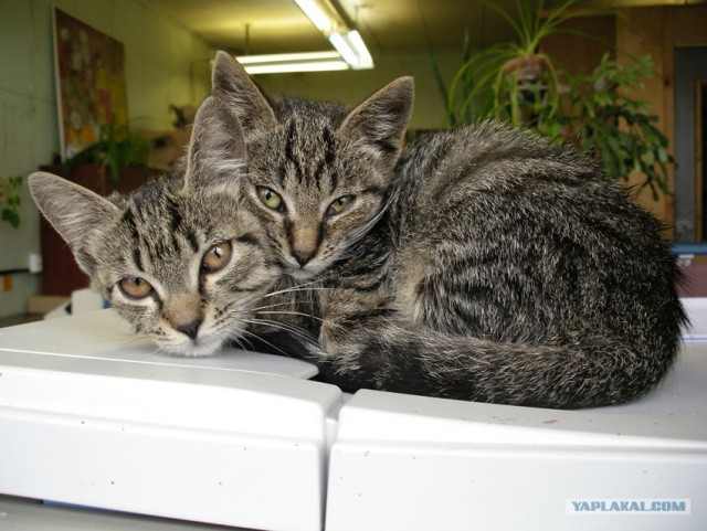 Котовторник 24.04.2012