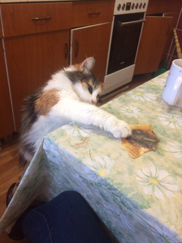 Живность из сети