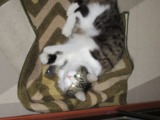 Котовторник  4.09.12