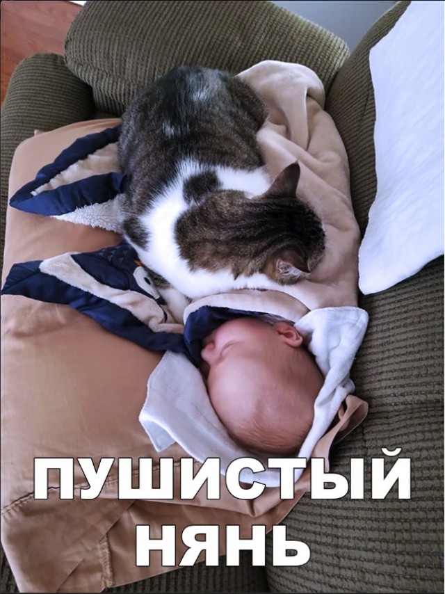 Забавные фото котеек