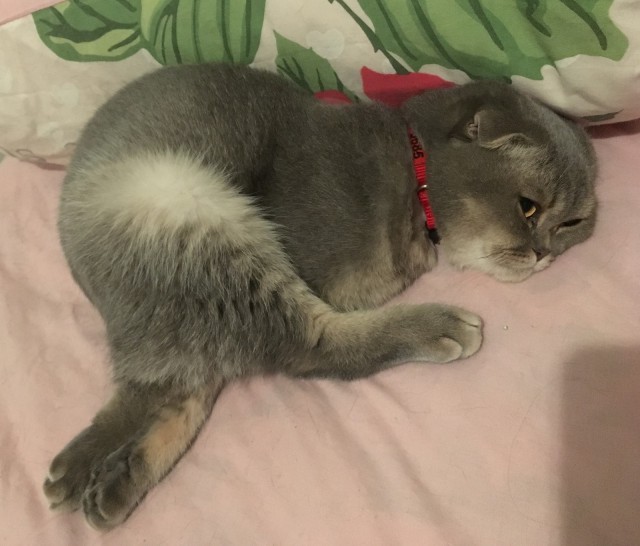 Котовторник однако