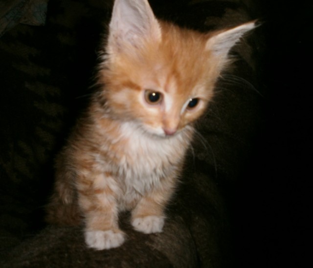 Котовторник 23.07.2019.