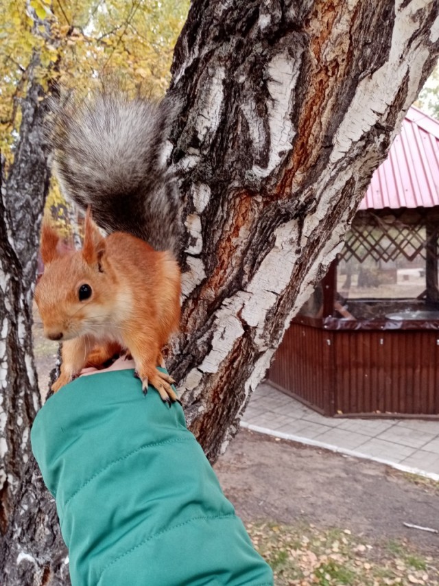 Живность из сети