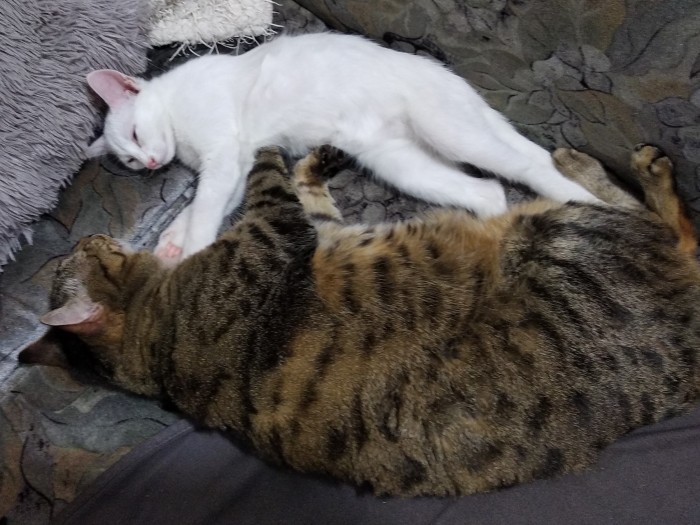 Что значит поза, в которой спит твоя кошка