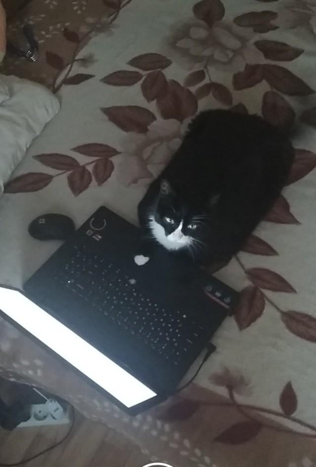 Котики