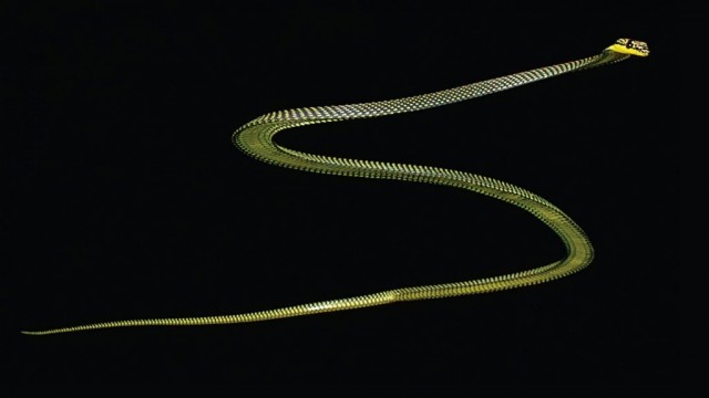 Чешуйчатые фрисби: ученые выяснили, как тропические змеи умудряются летать на 20 метров