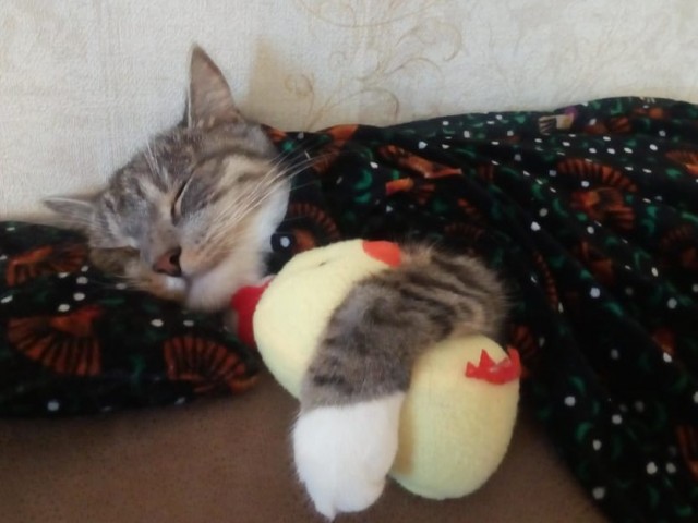 Котовторник