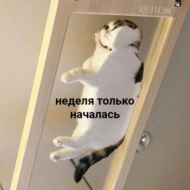 Котики