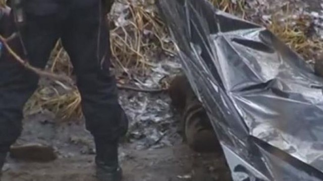 Заплутавшее семейство медведей помешало мужчине спокойно порыбачить