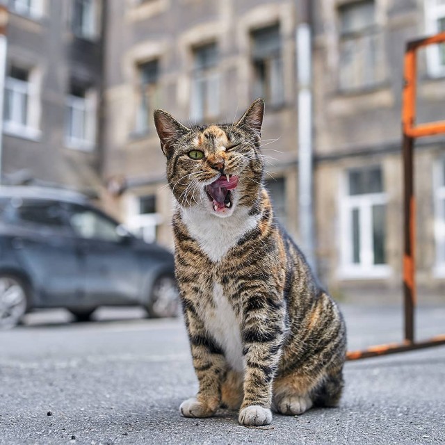 Уличные котаны