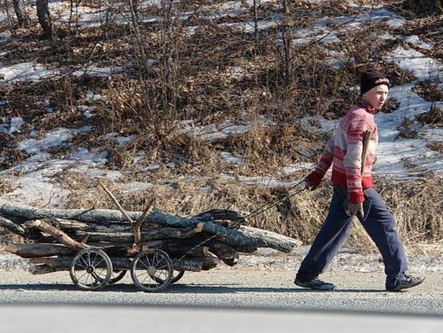 Депутаты предложили разрешить сбор валежника с пилами и топорами