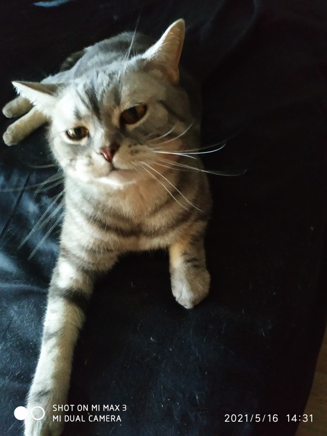 Хоба! Котовторник!