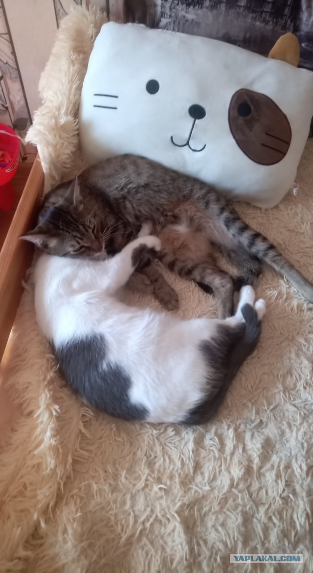 Мои личные котейки к котовторнику!