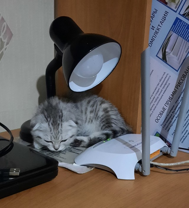Котовторнику быть
