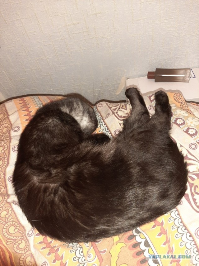 МИРУ - МИР ! Котикам - котовторник !