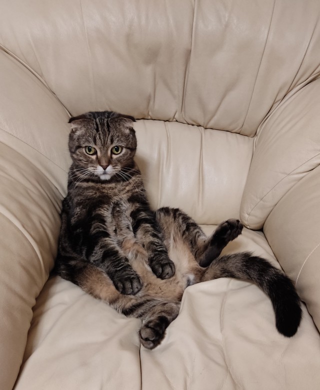 Господа и дамы ЯПа! Котовторник у нас начался! Отойдите от политоты и давайте котиков побольше!