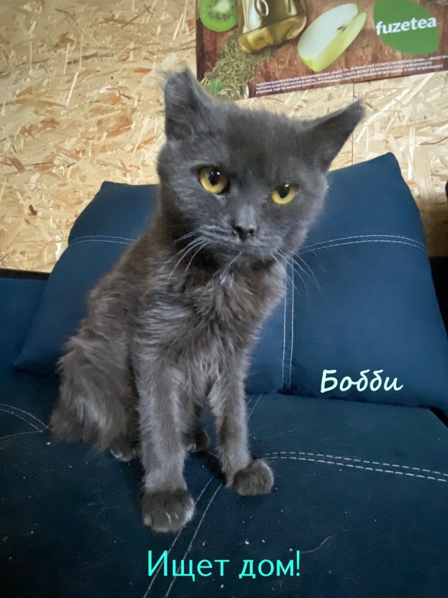 Жизнь домашнего приюта "Котоленд" 325