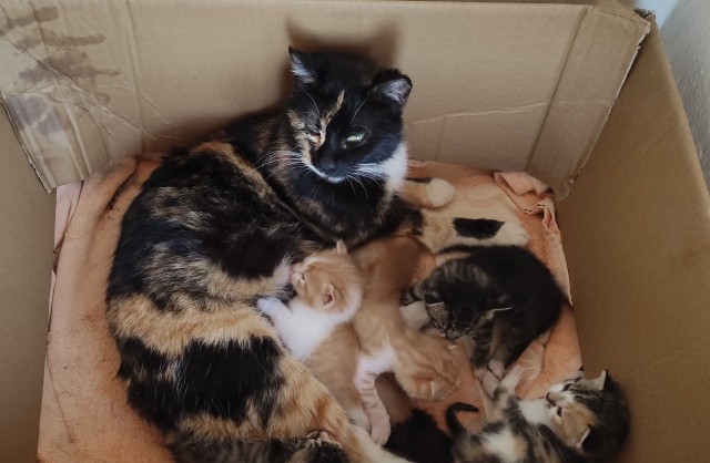 Котовторник! Пара фоток суровых котов.