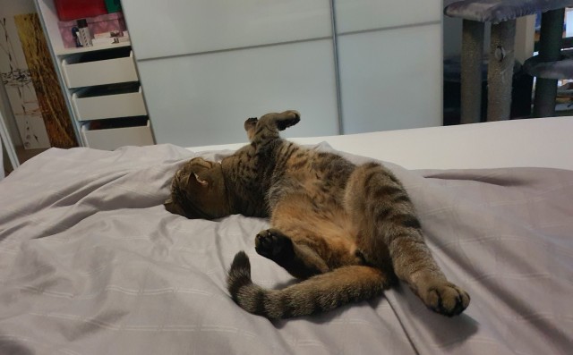 Котовторник 07.06.2022