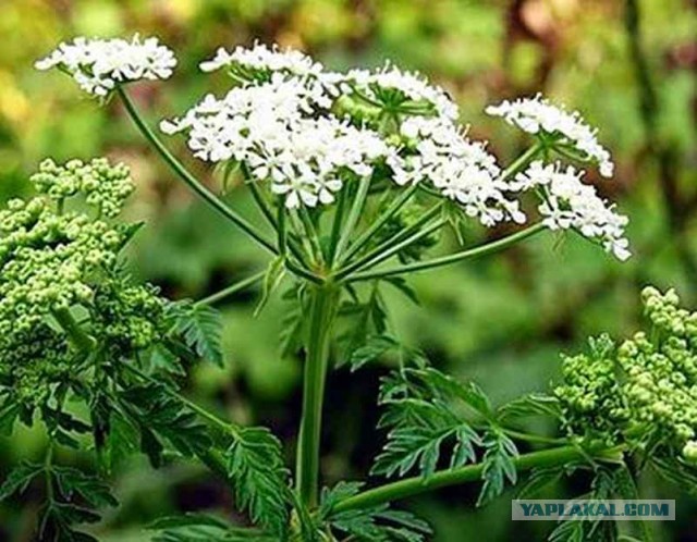 7 самых опасных растений мира