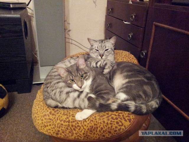 Котовторник  19.03.2013