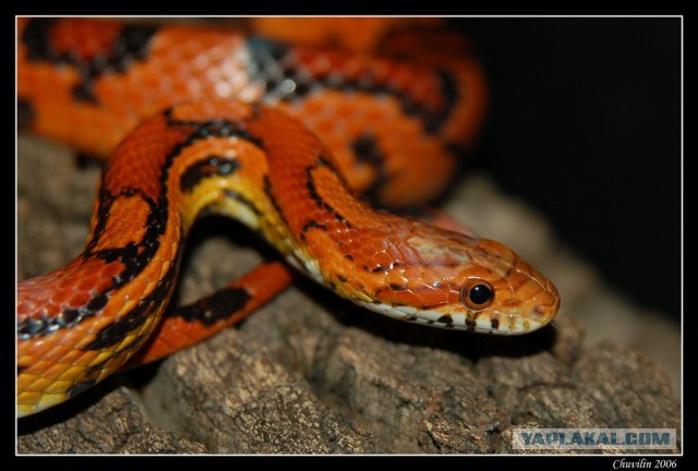 Домашнее животное Тоша