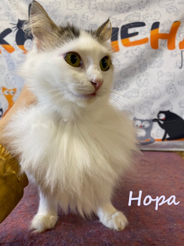 Жизнь домашнего приюта "Котоленд" 387