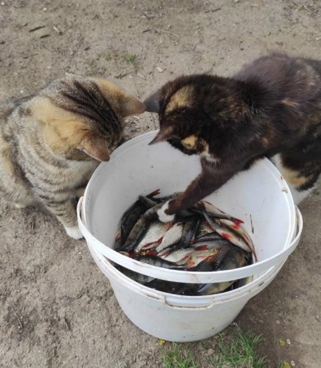 Начинаем котофторник?