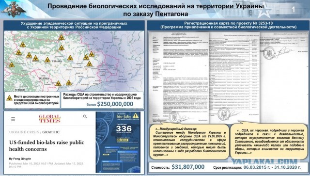 Крупные пауки-осы с лапами до 5 см появились в Подмосковье