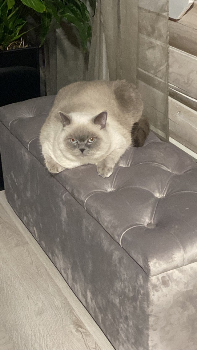 К - Котовторник ☺ Пополнение