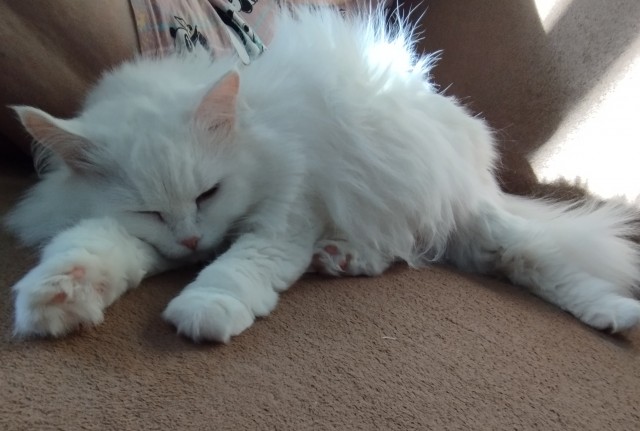 С котовторником ЯПовцы