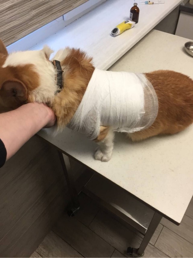 После встречи с восточно европейской овчаркой