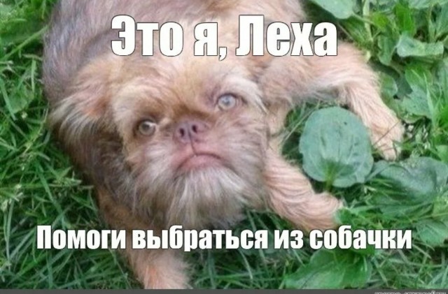Рон Перлман наконец-то нашёл пёселя
