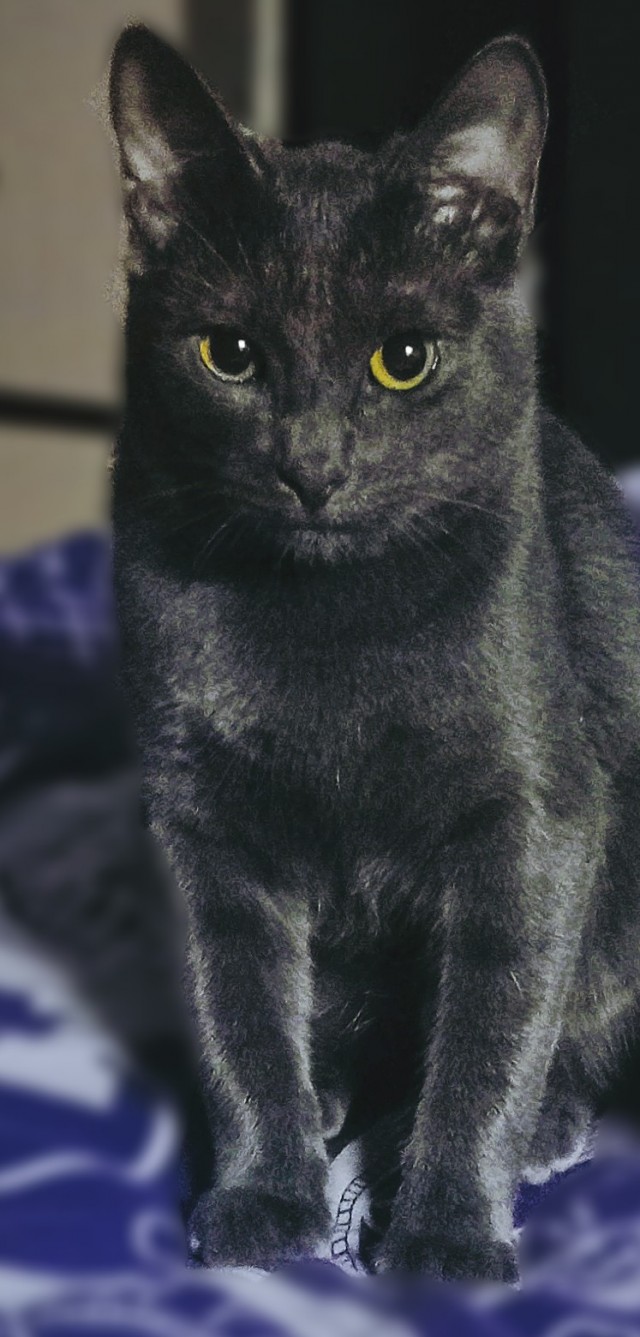 Котовторник глазами ИИ