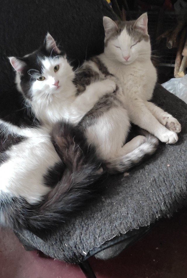 Мой котовторник