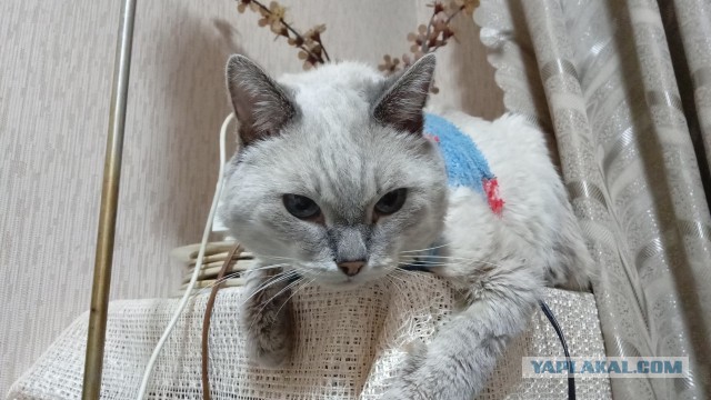 14 мая в Пахачах мокрая метель