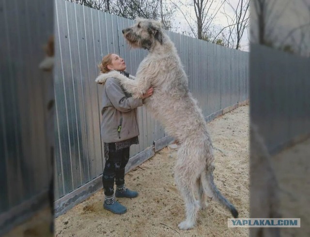 Так вот ты какая, ирландская сторожевая!