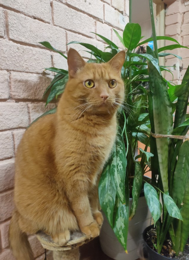 Котовторник 05/11/2024