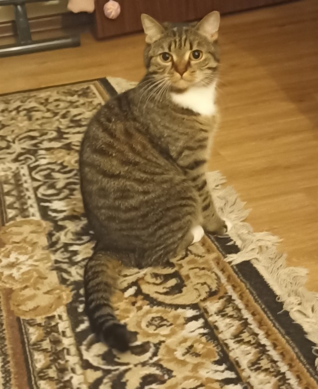 Кот с человеческим лицом.