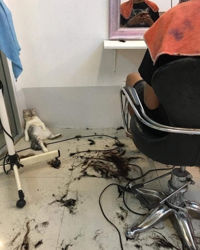 Кожаные, да откуда у вас столько шерсти?!