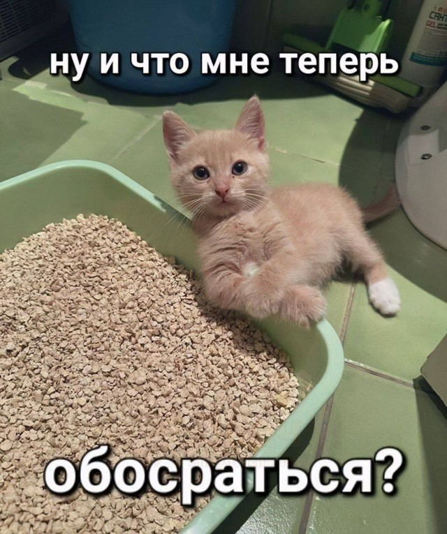 Весёлый полтишок 16.04 25.