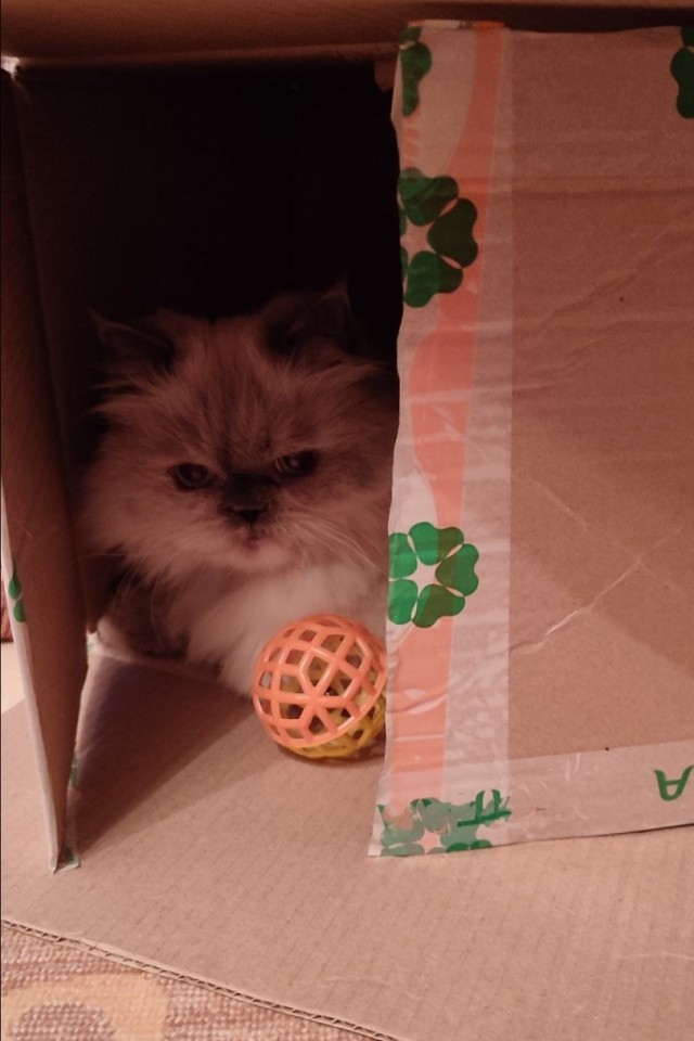 Это что, котовторник?