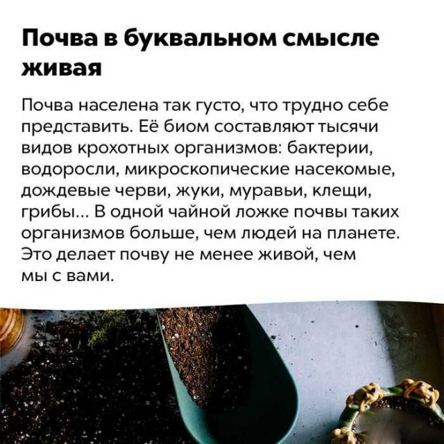 Белый слон и другие картинки